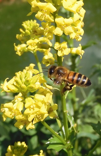 barbarée commune et abeille